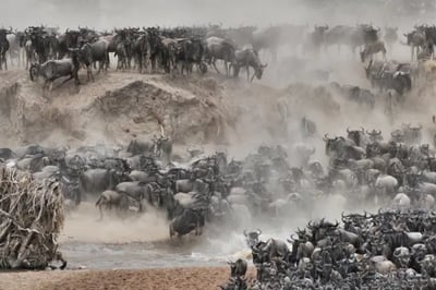 Wildebeest crossing Mara River