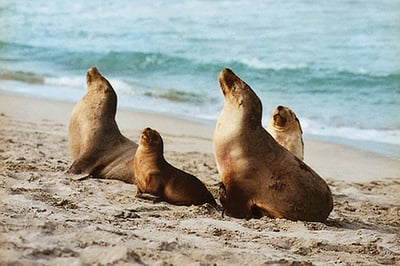 Southern Ocean Lodge