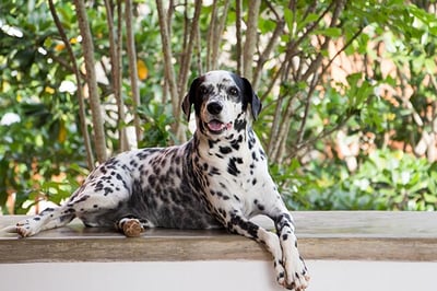 Timmy the friendly dog while staying at Blue Heights Villa, Sri Lanka