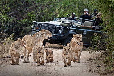 Londolozi Tree Camp