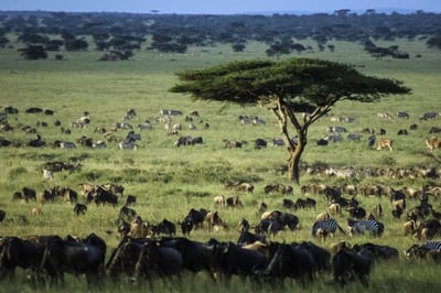 Serengeti plains with wildebeast and zebra grazing