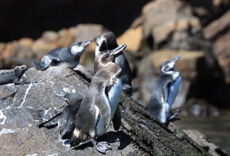 5 Little girl at scenic terrain on Galapagos South Plaza island