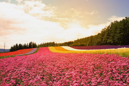 13 Colorful flower field in sunny day, Biei, Hokkaido