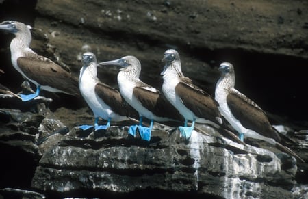 8 Little girl at scenic terrain on Galapagos South Plaza island