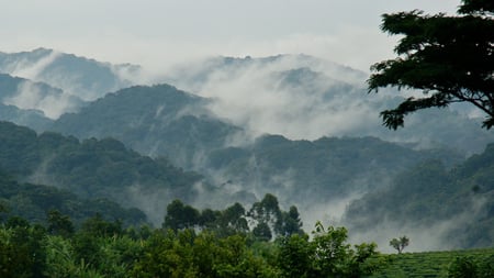 7 Gorilla in Uganda