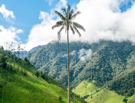 5 Landscape of Quindio River Valley, Salento, Quindio Department, Colombia