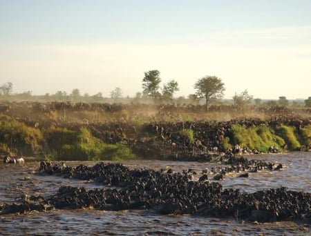 5 Wildebeest river crossing during the annual migration in the Masai Mara, Kenya