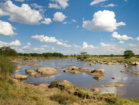 6 Wildebeest river crossing during the annual migration in the Masai Mara, Kenya