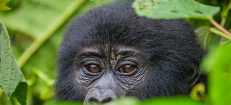 8 Gorilla in Uganda