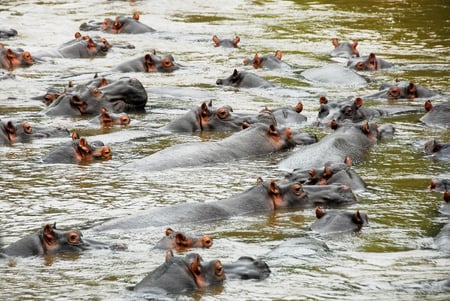 4 Gorilla in Uganda