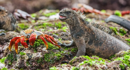 7 Little girl at scenic terrain on Galapagos South Plaza island