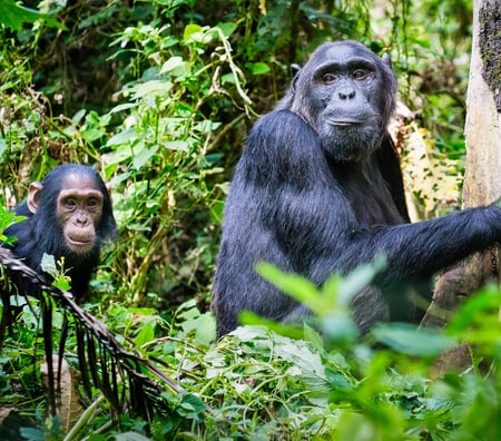 3 Gorilla in Uganda