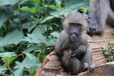 2 Gorilla in Uganda