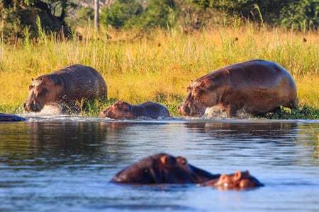 5 Otter Point at Cape Maclear, Lake Malawi