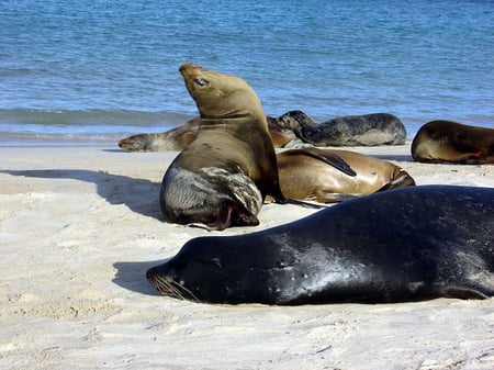 6 Little girl at scenic terrain on Galapagos South Plaza island