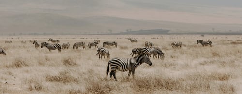 zebras on the plains of Africa