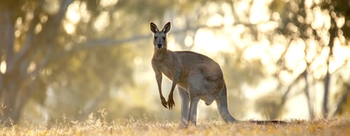 A Kangaroo in the Australian outback