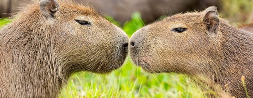 Capybara (Hydrochaeris hydrochaeris)