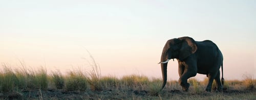 Elephant crossing grassy plains in South Africa