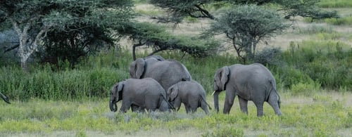 Elephants in the Ngorongoro Crater, Tanzania