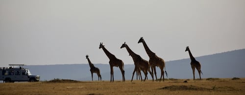 Giraffes on the Serengeti Plains