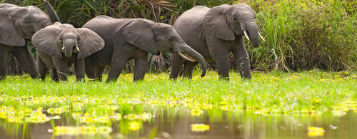 Tanzania_Selous_Lake Manze_iStock_000020887460_Large