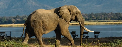 Elephant walking across waterway in Zimbabwe