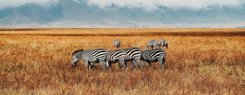 Zebras on the Serengeti plains of Tanzania