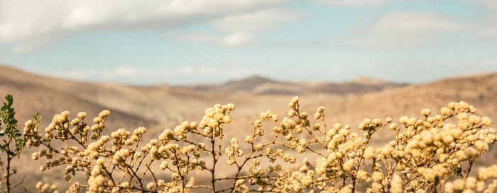  ? image of a desert landscape with close up of a plant in the foreground and the wilderness in the distance 