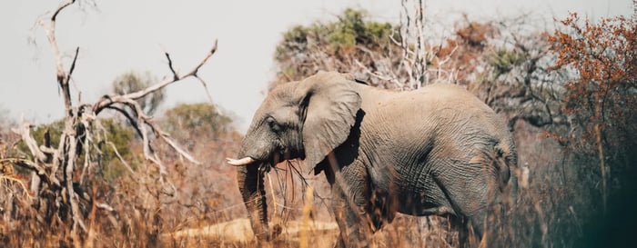  ? close up of elephant in Zambia national park 