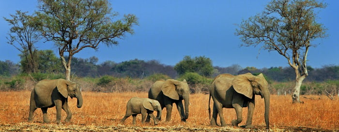 Elephants in Luangwa