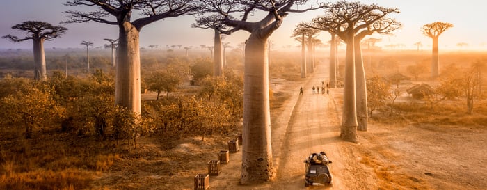 Beautiful Baobab trees avenue of the baobabs in Madagascar