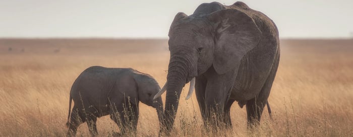 Elephants on the Serengeti Plains of Tanzania