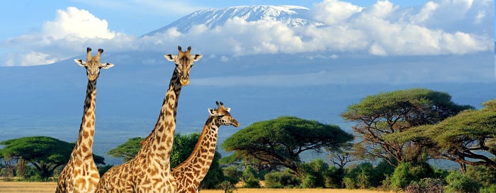 Three giraffe on Kilimanjaro mount background in National park of Kenya, Africa