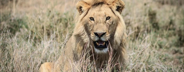 Lion in Tanzania