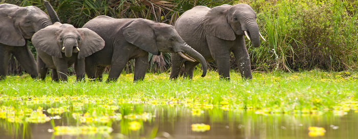 Tanzania_Selous_Lake Manze_iStock_000020887460_Large