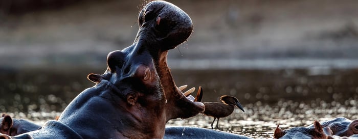 Close up of a hippo with mouth open and bird