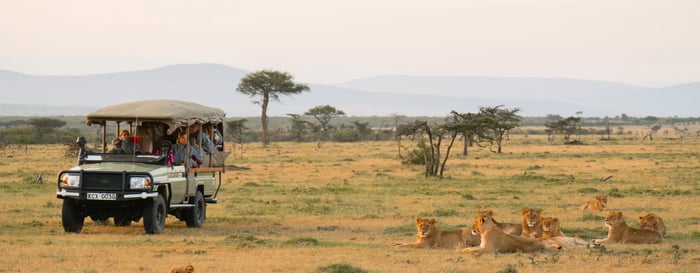 Safari vehicle with pride of lions nearby